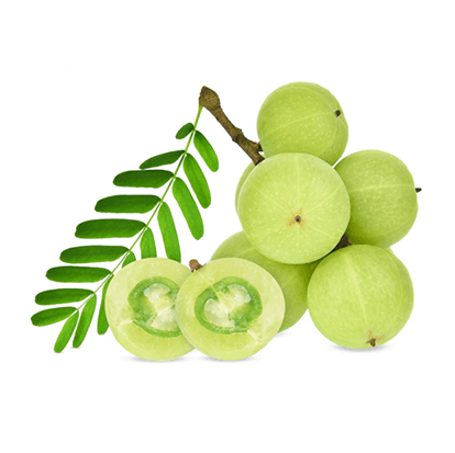 Amla (Emblica officinalis)