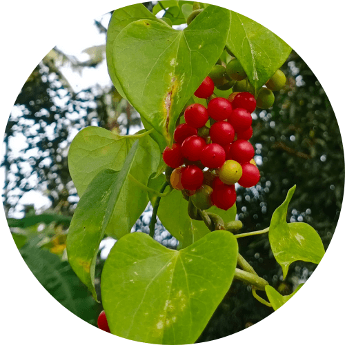 Amrita (Tinospora cordifolia)