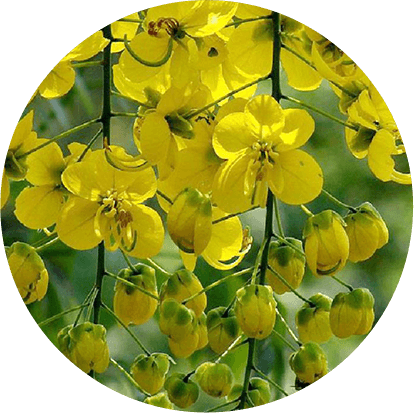 Aragwadha (Cassia fistula)