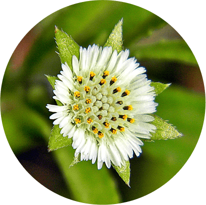 Bringaraja (Eclipta alba)