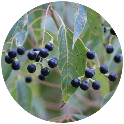 Chandraprabha (Cinnamomum camphora)