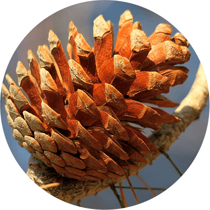 Devadaru (Cedrus deodara)