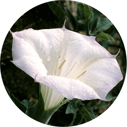 Dhurdoora (Datura metel)