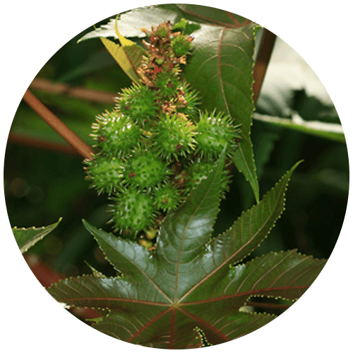 Eranda (Ricinus communis)