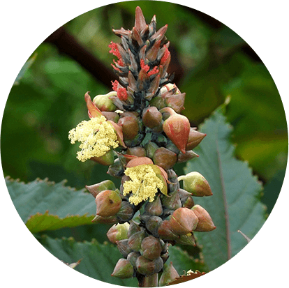 Eranda (Ricinus communis)