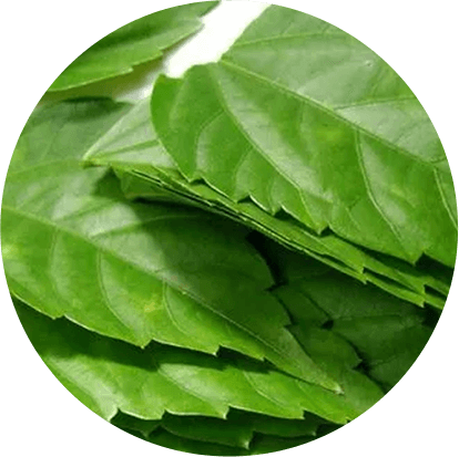 Japapatra (Hibiscus leaves)