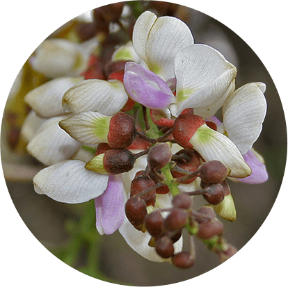 Karanja (Pongamia pinnata)