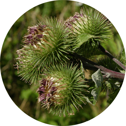 Kushta (Saussarea lappa)