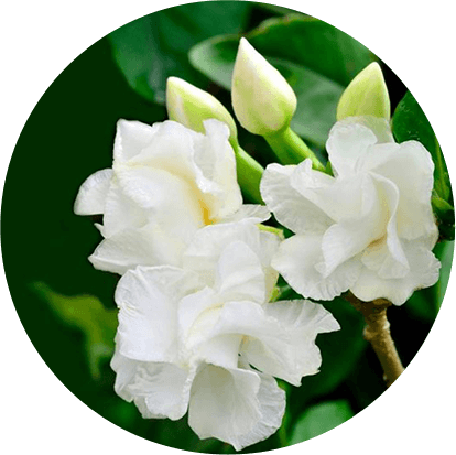 Malathi (Jasminum grandiflorum)
