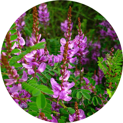 Neeli (Indigofera tinctoria)