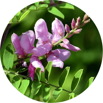 Neeli (Indigofera tinctoria)