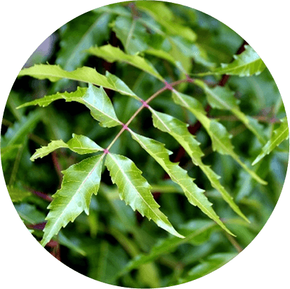 Nimba (Azadirachta indica)