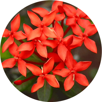 Paranthi (Ixora coccinea)