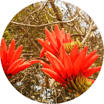 Paribhadra (Erythrina variegata)