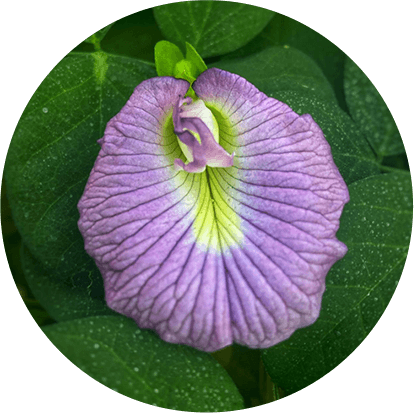 Shankhpushpi (Clitoria ternatea)