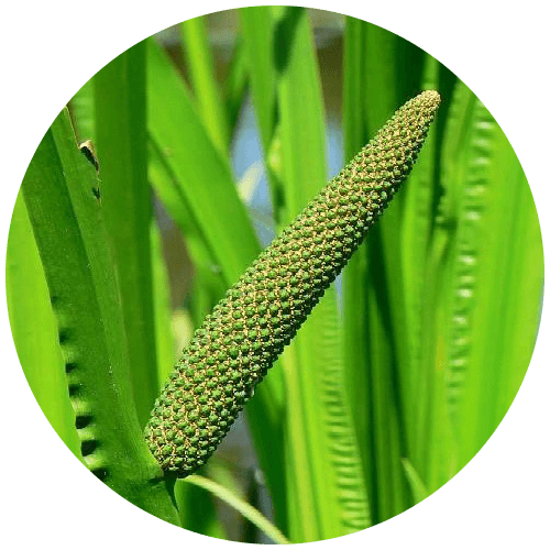 Vacha (Acorus calamus)