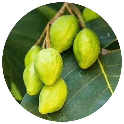 Abhaya (Terminalia chebula)