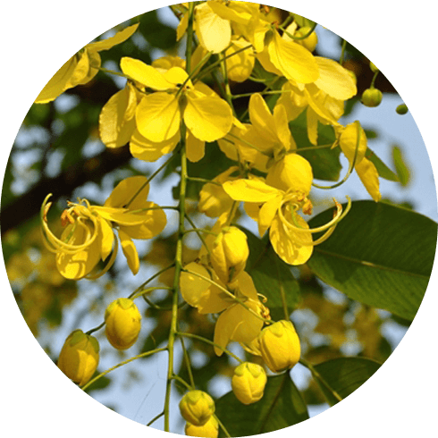 Aragwadha (Cassia fistula)