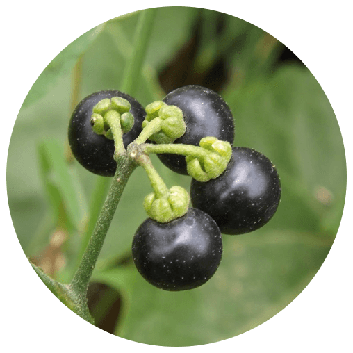 Brihati (Solanum indicum)