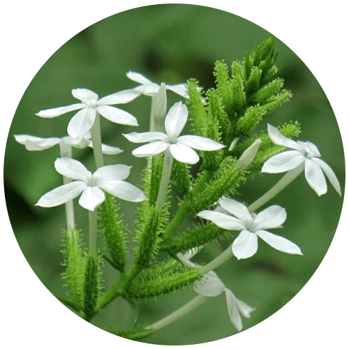 Chitraka (Plumbago zeylanica)