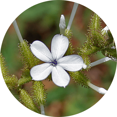 Chitraka (Plumbago zeylanica)