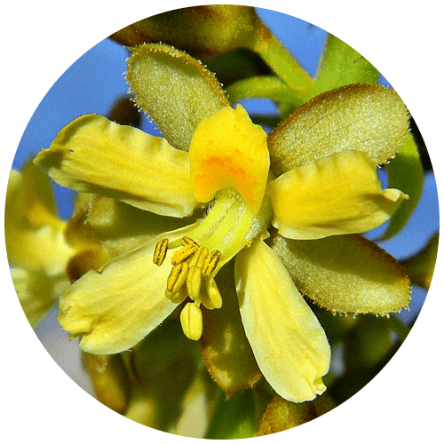 Dhanadanayana (Caesalpinia bonduc)