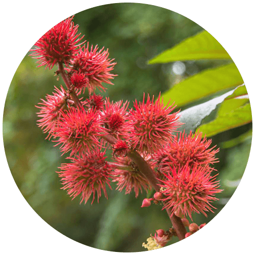 Eranda (Ricinus communis)