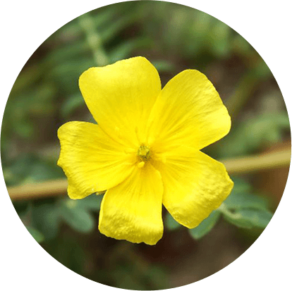 Gokshura (Tribulus terrestris) (1)