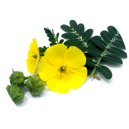 Gokshura (Tribulus terrestris)