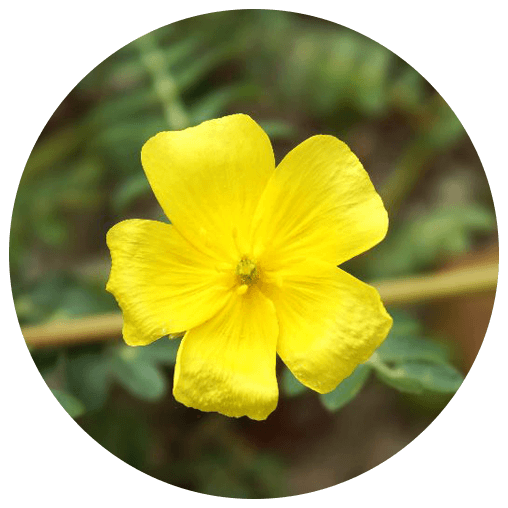 Gokshura (Tribulus terrestris)