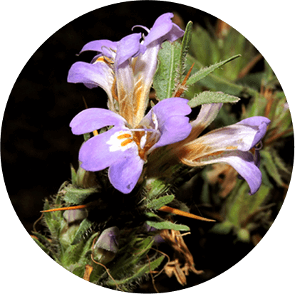 Kokilaksha (Hygrophila auriculata)