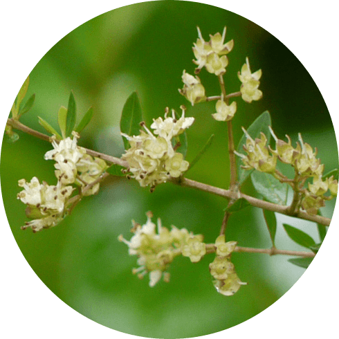 Madayantika (Lawsonia inermis)