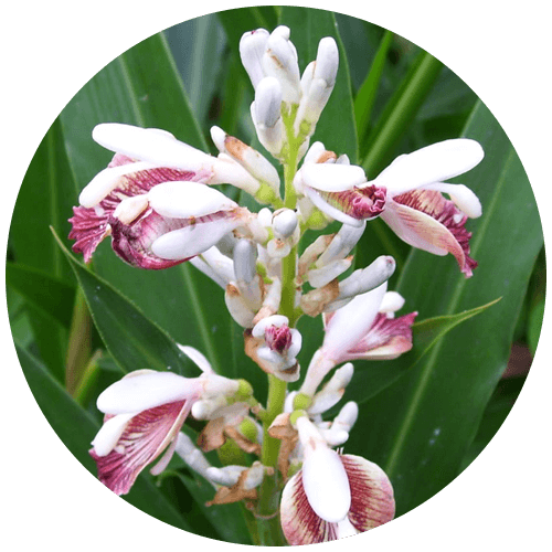 Rasna ( Alpinia calcarata)