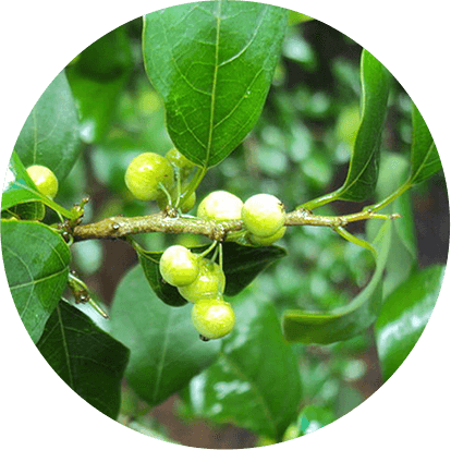 Shuddha guggulu (Commiphora mukul) (1)