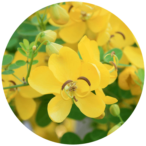 Swarnapatri (Cassia angustifolia) (1)