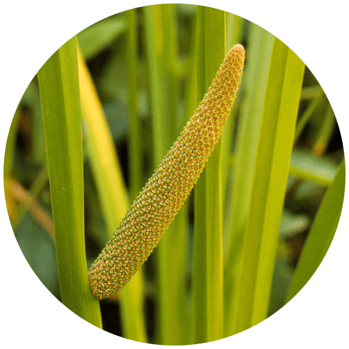 Vacha (Acorus calamus)