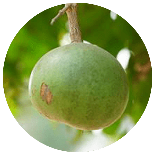 Vilwa (Aegle marmelos)