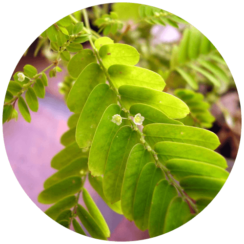 Bhunimba (Phyllanthus amarus)