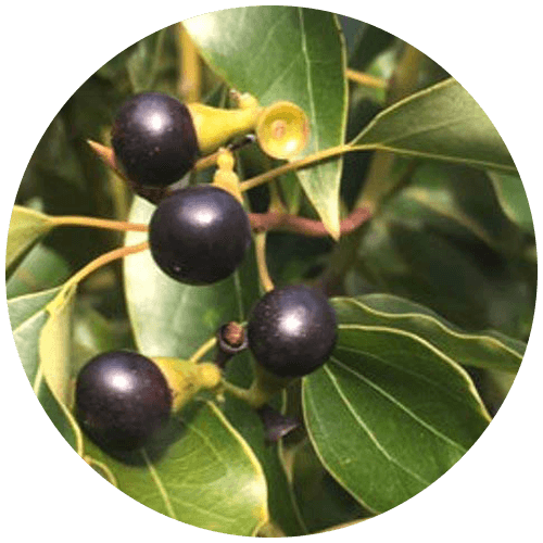 Karpoora (Cinnamomum camphora)