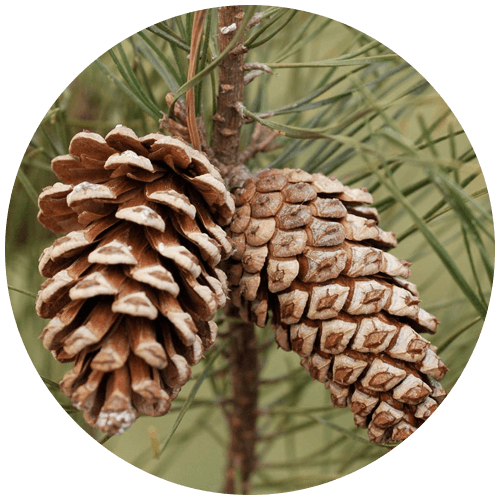 Pine oil (Pinus roxburghii)