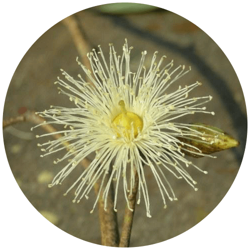 Tailapatra (Eucalyptus globulus)